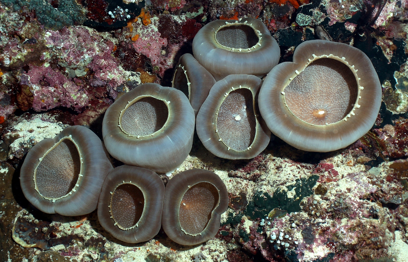 Raja Ampat 2016 - Anemones - IMG_4205_rc.jpg